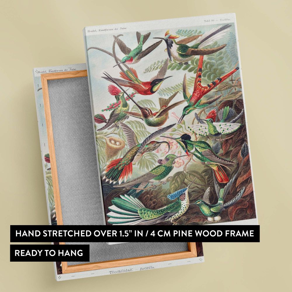Ernst Haeckel's Trochilidae-Kolibris vintage artwork featuring intricately illustrated hummingbirds with vivid colors, detailed feathers, and graceful wings flying and perching amidst tropical leaves and blossoms in a botanical setting.