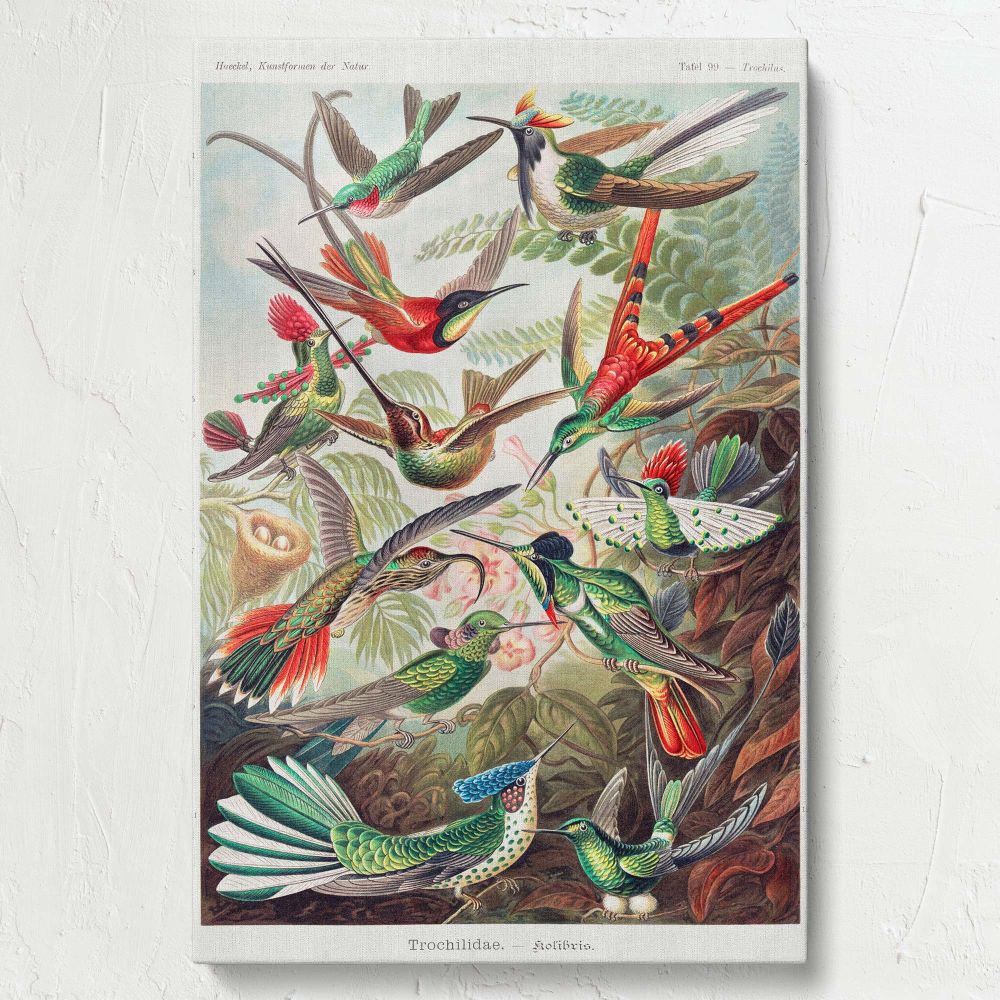 Detailed illustration Trochilidae-Kolibris from Kunstformen der Natur by Ernst Haeckel portraying an assortment of exotic hummingbirds with iridescent feathers surrounded by lush greenery and delicate floral elements in scientific detail.