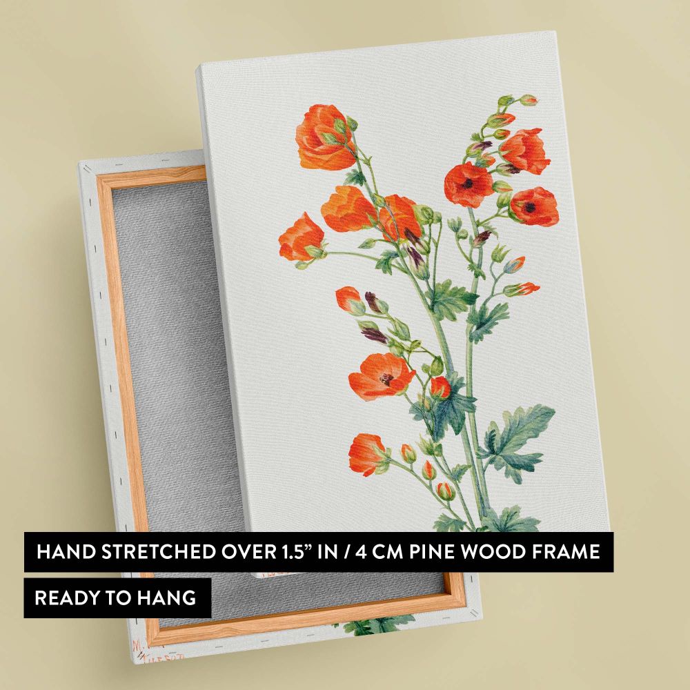 Beautiful wall canvas of Scarlet Globe Mallow painted by Mary Vaux Walcott in 1927, depicting delicate orange blooms with lush green leaves in precise botanical detail, a perfect addition to floral decor collections or nature-inspired spaces.