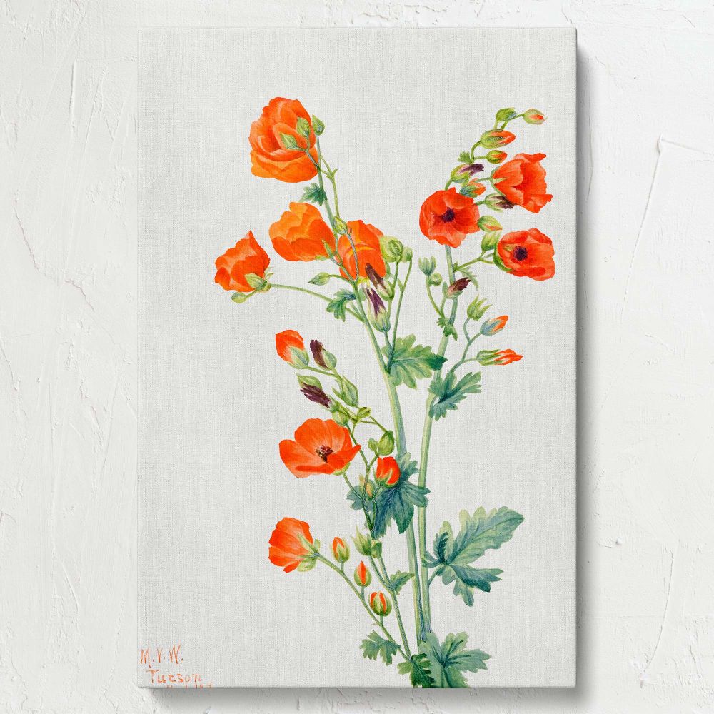 Vibrant canvas print of Mary Vaux Walcott's 1927 Scarlet Globe Mallow, showcasing orange-red flowers and verdant leaves in a stunning botanical composition that adds elegance and natural charm to homes, offices, or art galleries.