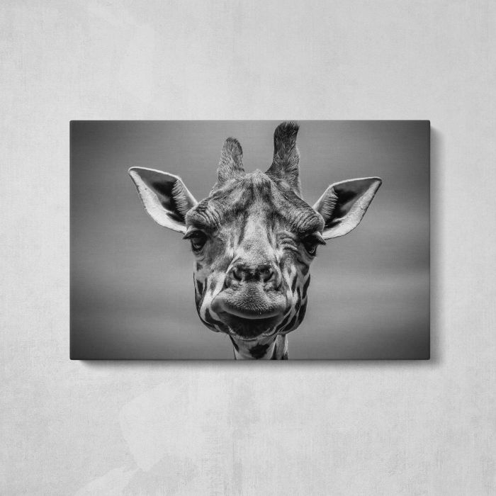 Giraffe in Monotone canvas print, front canvas view