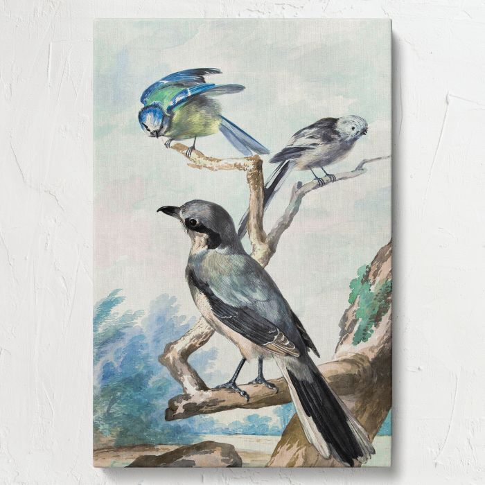 Long-Tailed Tit, Blue Tit and Great Grey Shrike (1756) canvas print, front canvas view