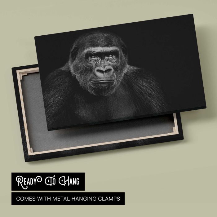 Lowland Gorilla on black background canvas print, canvas reverse and frame view