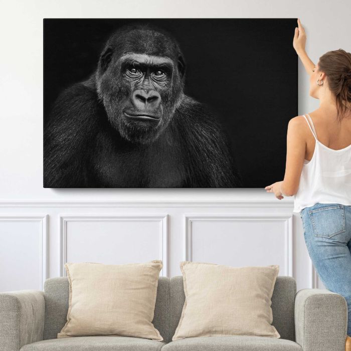 Lowland Gorilla on black background canvas print, canvas shown with a person for scale