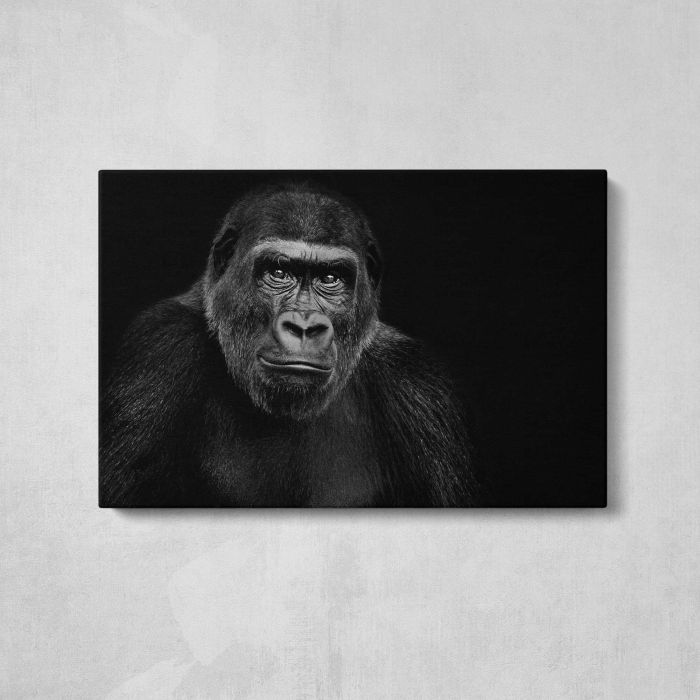 Lowland Gorilla on black background canvas print, front canvas view