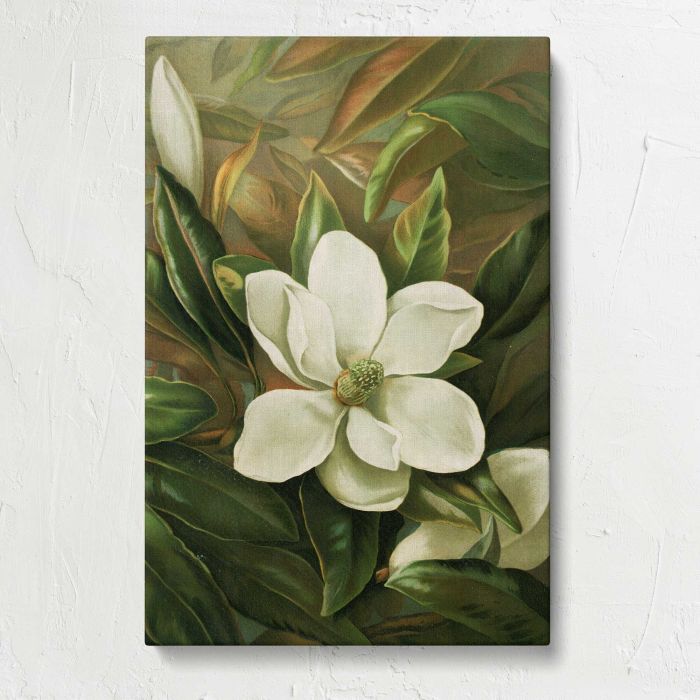 Magnolia grandiflora by Ellen Thayer Fisher canvas print, front canvas view