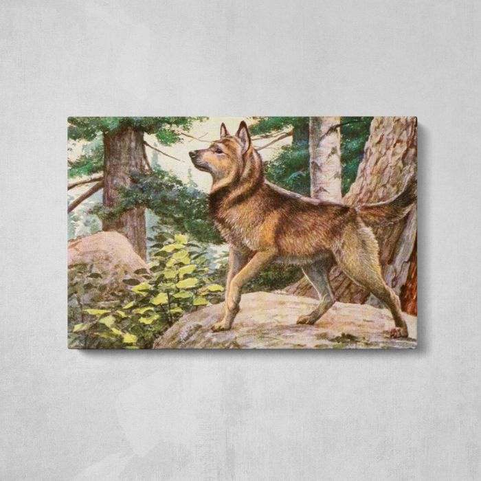 Norwegian Elkhound (1919) by Louis Agassiz Fuertes canvas print, front canvas view