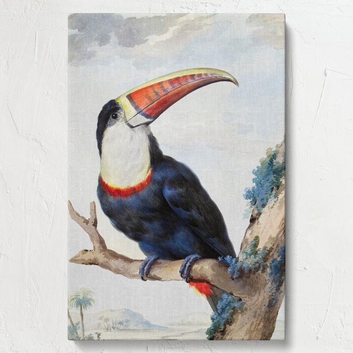 Red-billed Toucan (1748) by Aert Schouman canvas print, front canvas view