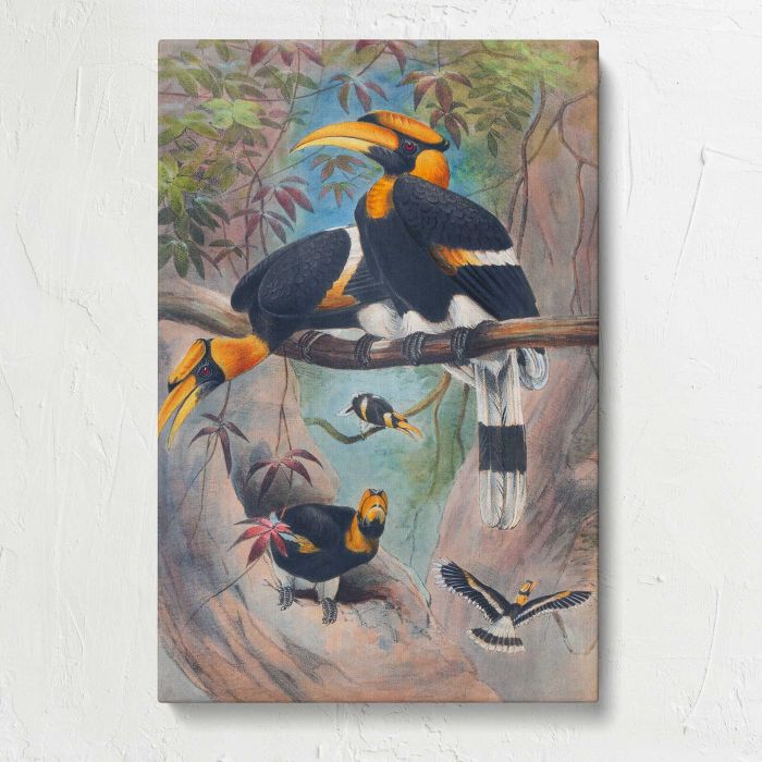 Rhinoceros Hornbill by Joseph Wolf canvas print, front canvas view