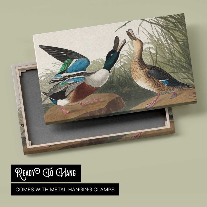 Shoveller Duck from Birds of America (1827) by John James Audubon canvas print, canvas reverse and frame view