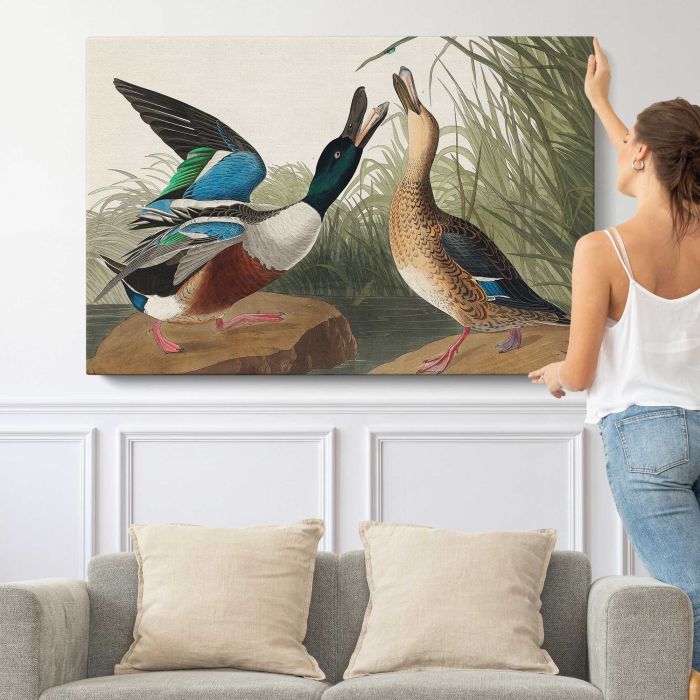 Shoveller Duck from Birds of America (1827) by John James Audubon canvas print, canvas shown with a person for scale