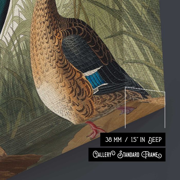 Shoveller Duck from Birds of America (1827) by John James Audubon canvas print, canvas surface and edge detail