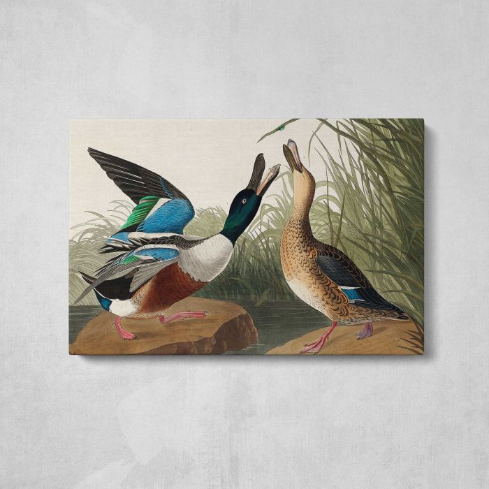 Shoveller Duck from Birds of America (1827) by John James Audubon canvas print, front canvas view