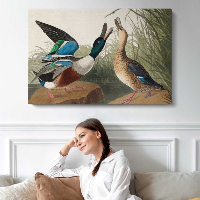 Shoveller Duck from Birds of America (1827) by John James Audubon canvas print, interior display view