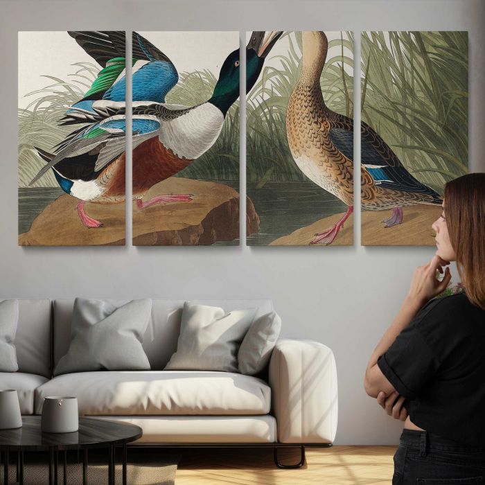 Shoveller Duck from Birds of America (1827) by John James Audubon canvas print, interior display view