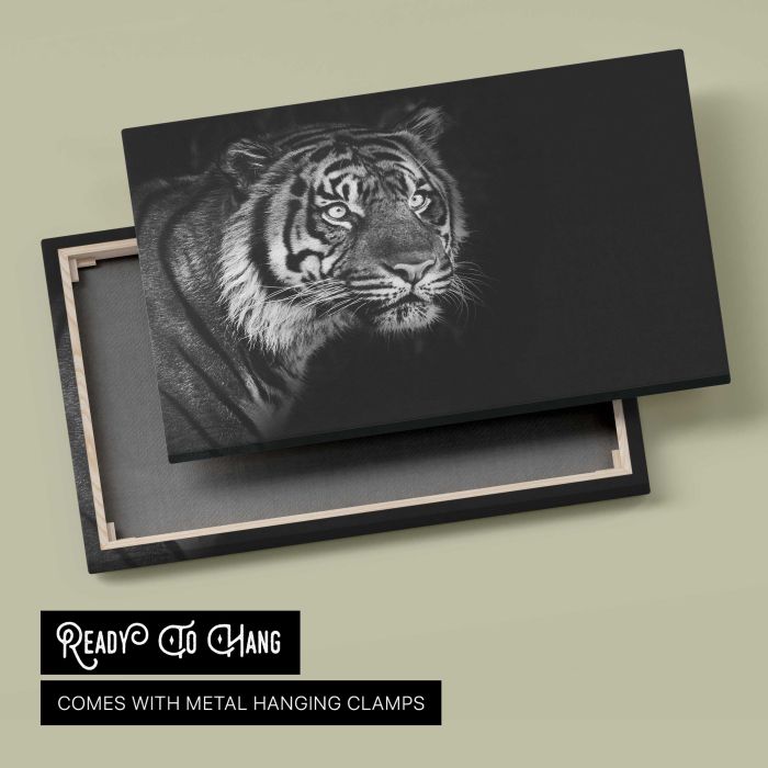Sumatran Tiger on black background canvas print, canvas reverse and frame view