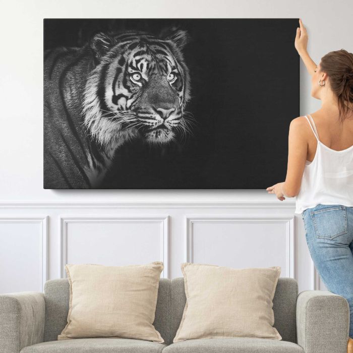 Sumatran Tiger on black background canvas print, canvas shown with a person for scale