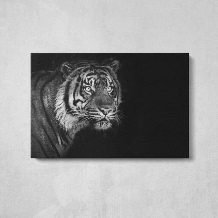 Sumatran Tiger on black background canvas print, front canvas view