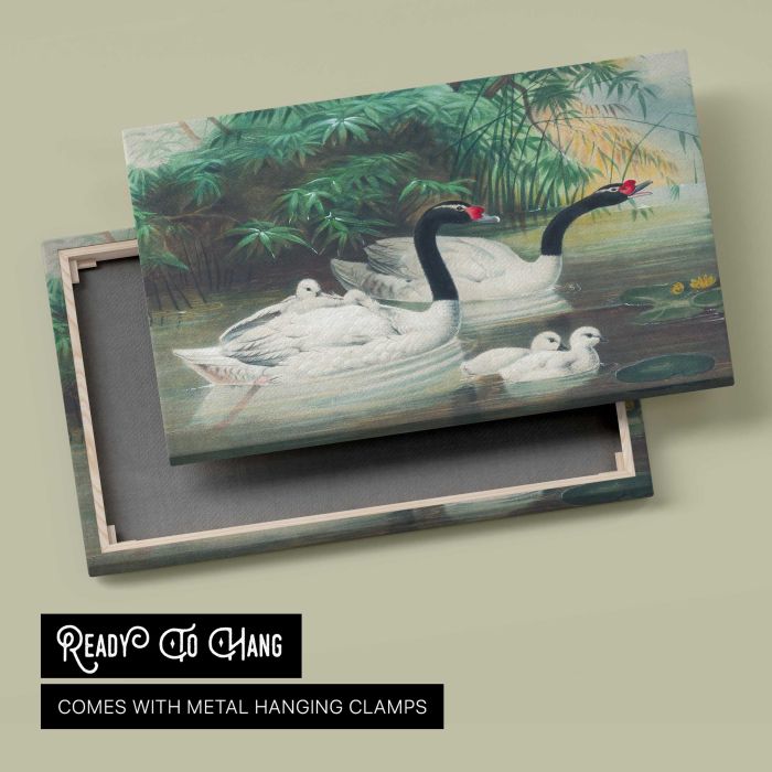 The Black-Necked Swan by Joseph Wolf canvas print, canvas reverse and frame view