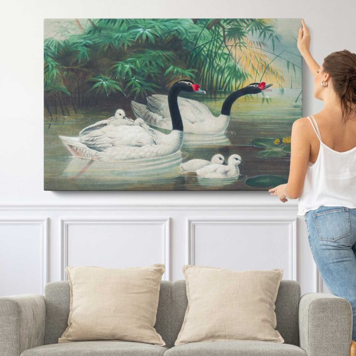 The Black-Necked Swan by Joseph Wolf canvas print, canvas shown with a person for scale