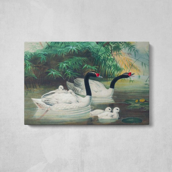 The Black-Necked Swan by Joseph Wolf canvas print, front canvas view
