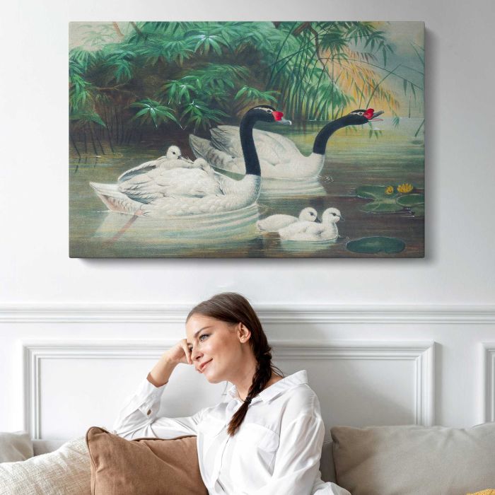 The Black-Necked Swan by Joseph Wolf canvas print, interior display view
