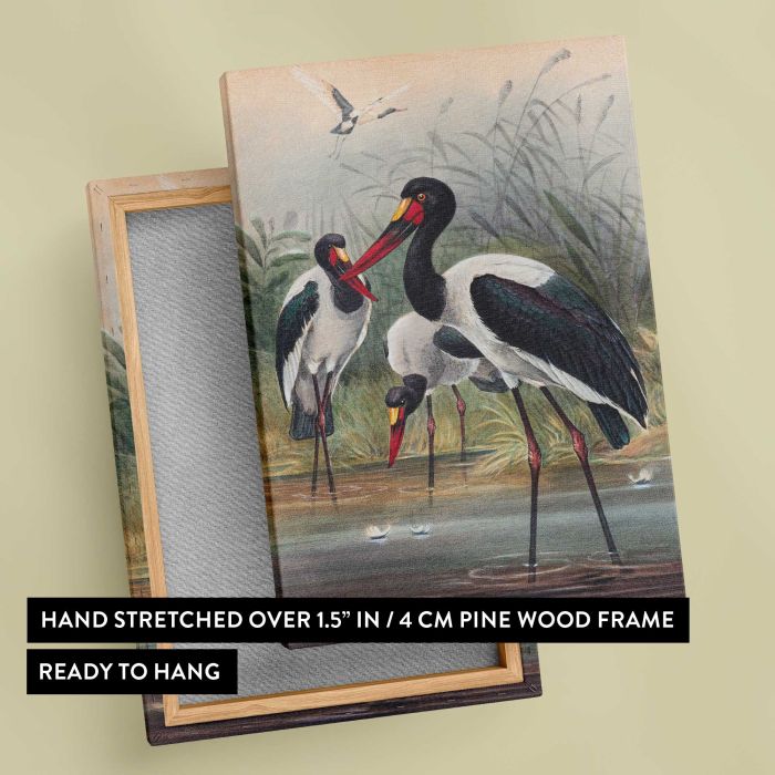 The Saddle-Billed Stork by Joseph Wolf canvas print, canvas reverse and frame view