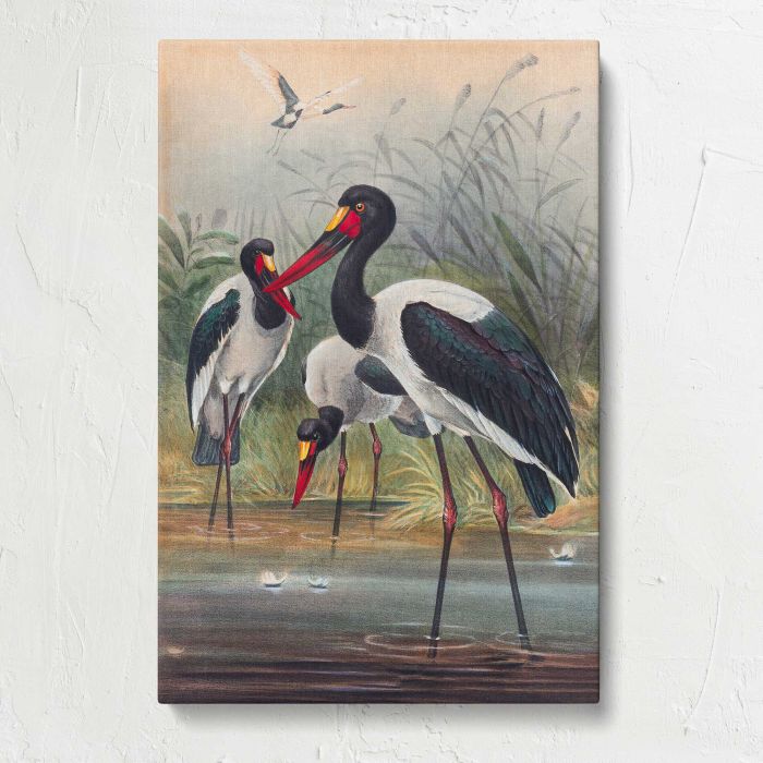 The Saddle-Billed Stork by Joseph Wolf canvas print, front canvas view