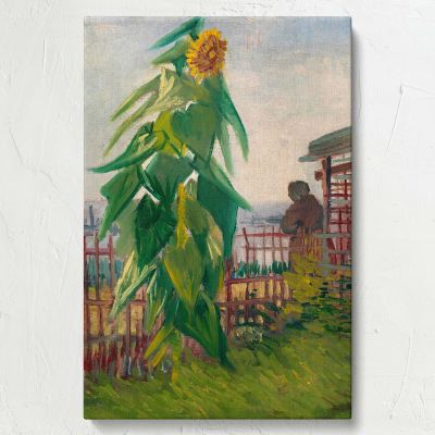 Allotment with Sunflower - Garden Scene Impressionist Landscape By Vincent van Gogh 