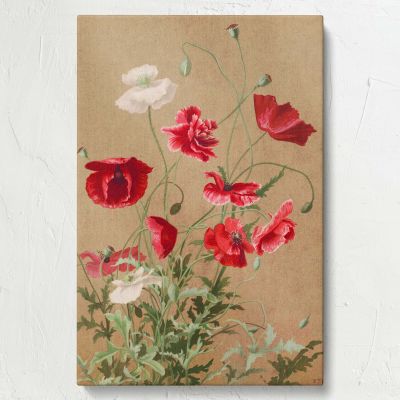 Poppies - Red and White Wildflowers Illustration By L. Prang & Co. 