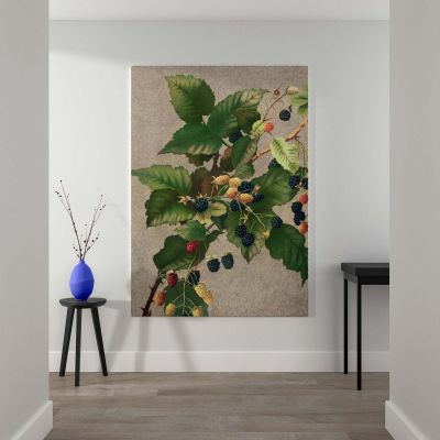 Blackberries - Ripe Botanical Berries Print By L. Prang & Co. 
