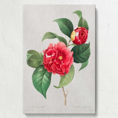 Red Rose - Lush Botanical Illustration with Leaves By Pierre-Joseph Redout