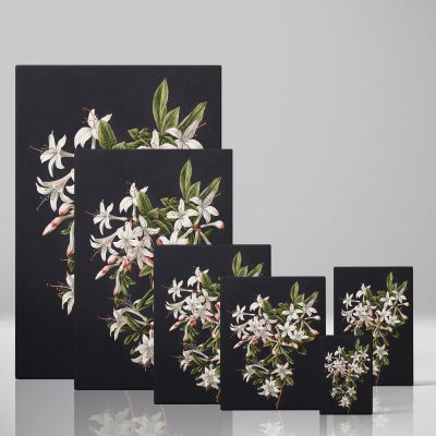 Branch of Azaleas in Bloom - White Flowers with Red Tips By M. de Gijselaar 