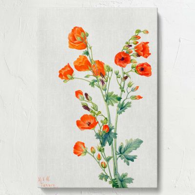Scarlet Globe Mallow - Red Wildflower Botanical Watercolor By Mary Vaux Walcott 