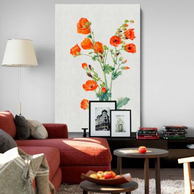 Scarlet Globe Mallow - Red Wildflower Botanical Watercolor By Mary Vaux Walcott 