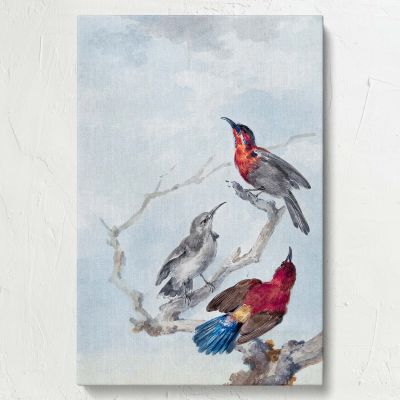 Three Crimson Sunbirds - Red Birds on Branches By Aert Schouman 