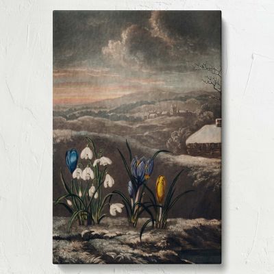 The Snowdrops - Botanical Flowers and Scenic Background By Robert John Thornton 