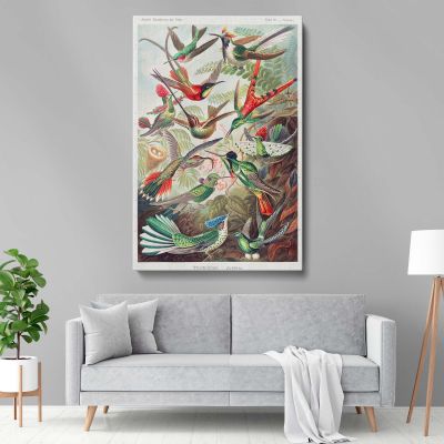 Hummingbirds (Trochilidae) - Vibrant Ornithological Plate By Ernst Haeckel 