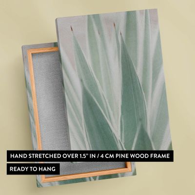 Sansevieria Plant - Minimal Green Botanical Close-Up