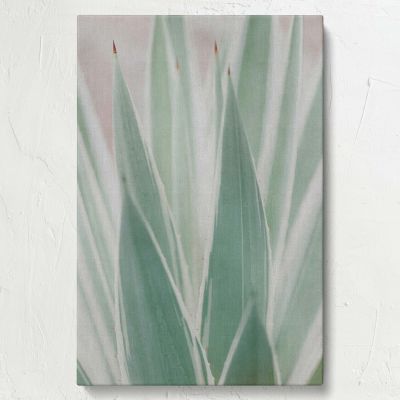 Sansevieria Plant - Minimal Green Botanical Close-Up