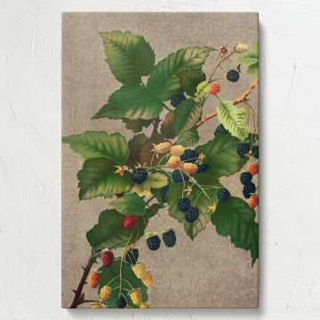 Elegant decorative canvas of "Blackberries" by L. Prang & Co, highlighting detailed blackberry fruits and foliage with a neutral background, ideal for adding timeless botanical beauty and artistic charm to rustic, classic, or farmhouse home styles.