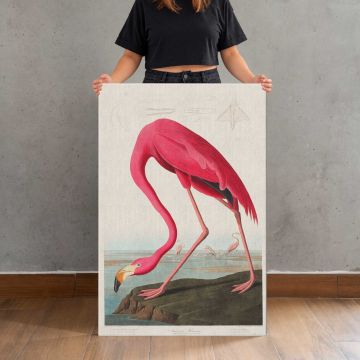 Pink Flamingo Vintage Bird Illustration canvas print, held for scale