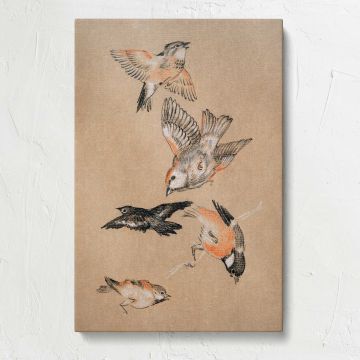 Finches Bird Study canvas print, front view