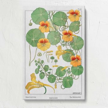 Capucine Nasturtium Botanical Illustration canvas print, front view