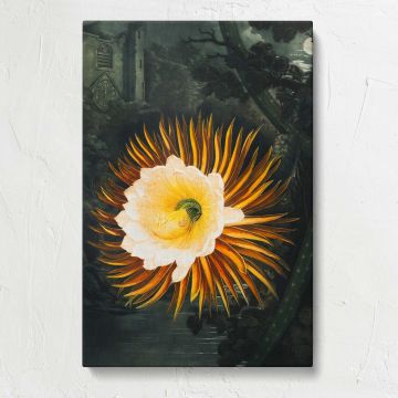 The Night-Blowing Cereus by Robert John Thornton canvas print, front view