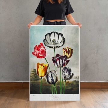 Tulips from The Temple of Flora by Robert John Thornton canvas print, held for scale
