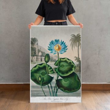 The Blue Egyptian Water-Lily by Robert John Thornton canvas print, held for scale
