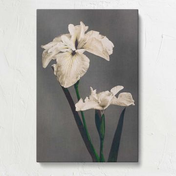 White Japanese Iris by Ogawa Kazumasa canvas print, front view