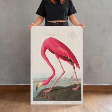 Pink Flamingo from Birds of America by John James Audubon canvas print, held for scale