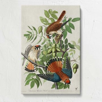 American Sparrow Hawks by John James Audubon canvas print, front view